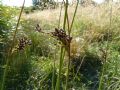 Juncus inflexus